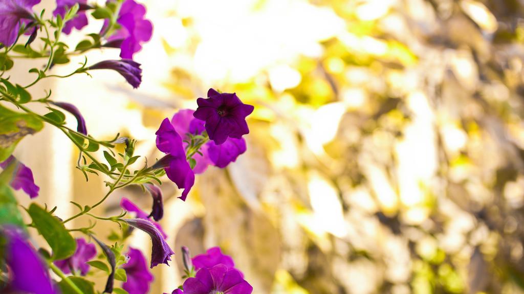 Cattleya Luxury Suites キングストン 部屋 写真